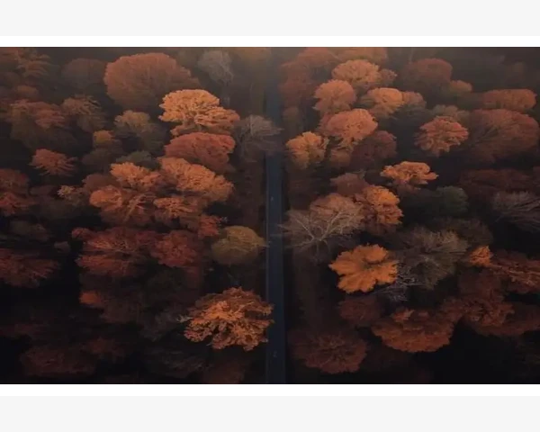 气血不足，黄芪与当归的神奇力量